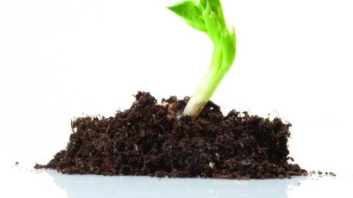 Efecto de fertilizantes químicos en la calidad de los cultivos agrícolas