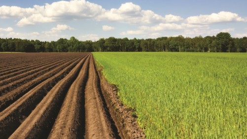 Manejo de cultivos  de cobertura