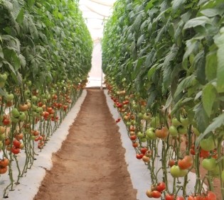 Uso de microogranismos benéficos en el tomate