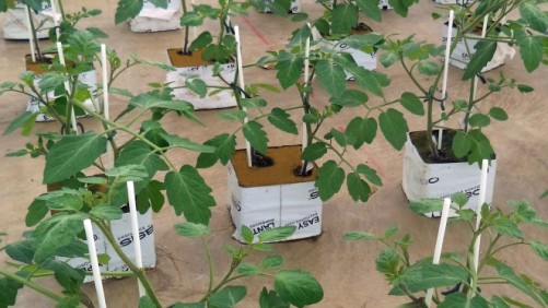 LED frente a Lámparas de Sodio de Alta Presión para propagación de