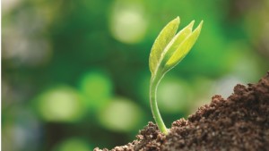 Sustentabilidad del suelo