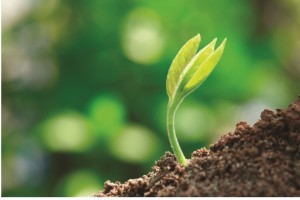 beauty shot soil