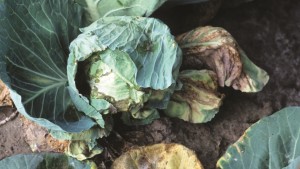Control de pudrición negra en brasicáceas