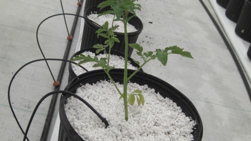 Cultivos en perlita parte 1/2