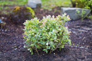 Young organic blueberry bush in a garden.