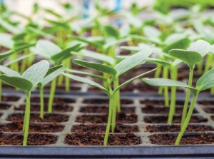 plantillas y sustrato