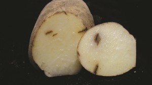 Evita las magalladuras en papas durante la poscosecha