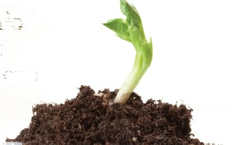 Fertilización adecuada de cultivos