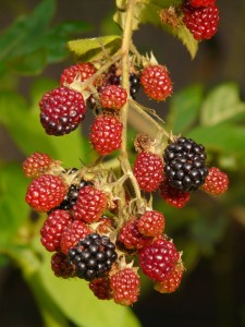 frambueza