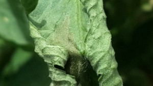 Combate el clavibacter en tomates
