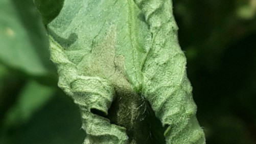 Combate el clavibacter en tomates