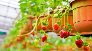 Evita los patógenos en las fresas