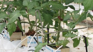Prepara el suelo para la producción de tomate