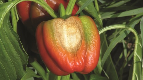 6 Trastornos a evitar en el pimiento