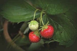 strawberry-plant-751178