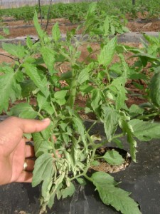 tomate clavibacter