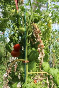 planta de tomate enferma