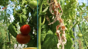 Cómo atender plantas enfermas en invernaderos