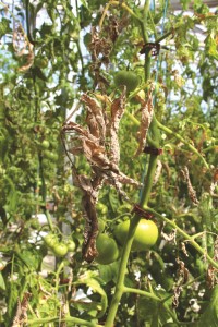 planta enferma