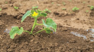 Cómo proteger sus melones contra la marchitez y mancha foliar
