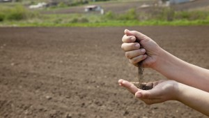 Manejo de la sustentabilidad del suelo
