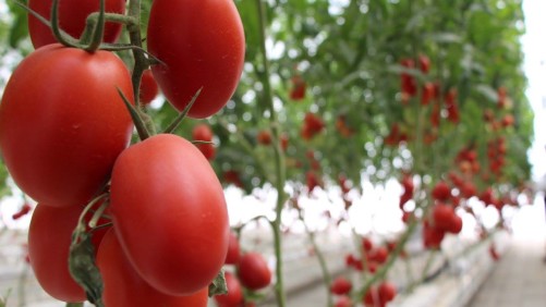 7 Estrategias para producir tomates de alta calidad