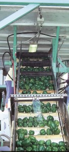 Pepper washing