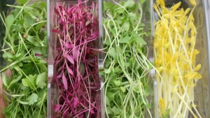 Del huerto a la mesa