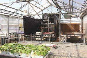 luces LED en plantulas de tomate