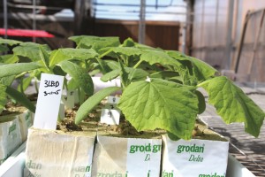 plantula de tomate