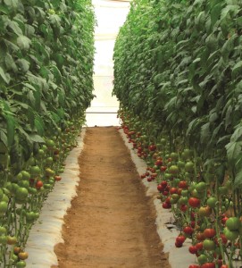 tomates en invernadero