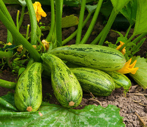 calabacita1