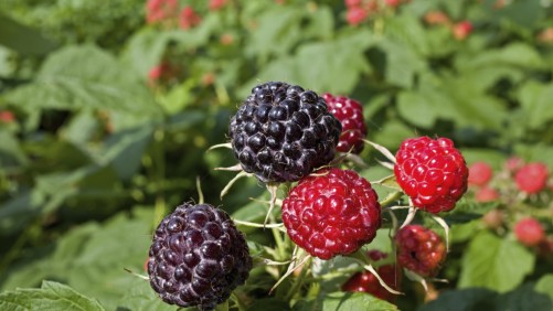 Aumenta el tamaño de berries con poda oportuna