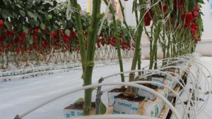 Cómo mantener el balance adecuado de riego en invernadero