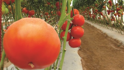 Cómo mejorar la fertilización de tus tomates