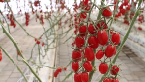 Producción orgánica y sustentable de tomate entre los temas programados para el XI Congreso del Tomate