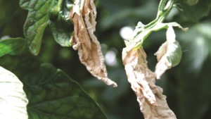 Manejo de virosis y bacteriosis en tomate