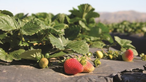 Cómo evitar 50% pérdida de rendimiento en fresas