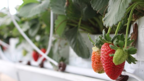 Producción sustentable de frutillas