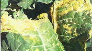 Proteja sus brasicáceas del mildiu velloso
