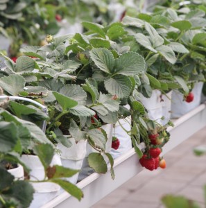 plantas de fresas