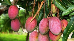 Información sobre ley FSMA para exportadores de mango
