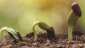 Respuesta de cultivos a Brasinoesteroides