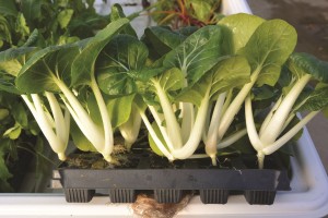 bok choi en charola 55