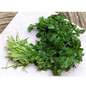 cilantro