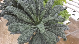 Impulso de producción de microhortalizas exóticas