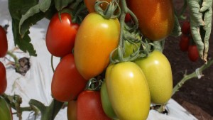 Variaciones genéticas podrían aumentar el rendimiento de plantas de tomate hasta un 100%