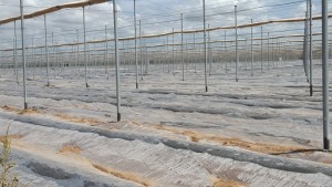 Recomendaciones para desinfectar su suelo antes de comenzar a producir en macrotúneles [Parte 2/2]