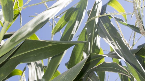 Nuevas formulaciones para la protección de semillas combinan productos biológicos con convencionales