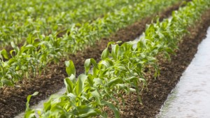 El riego imprescindible en la producción en Sinaloa